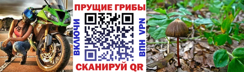 mega зеркало  Евпатория  Псилоцибиновые грибы Magic Shrooms  как найти закладки 